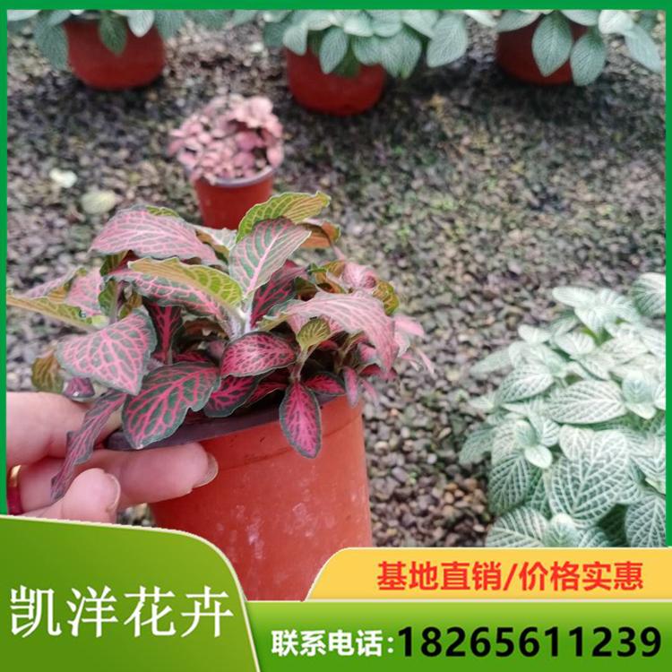微景观网纹草 量大优惠网纹草 网纹草培育基地