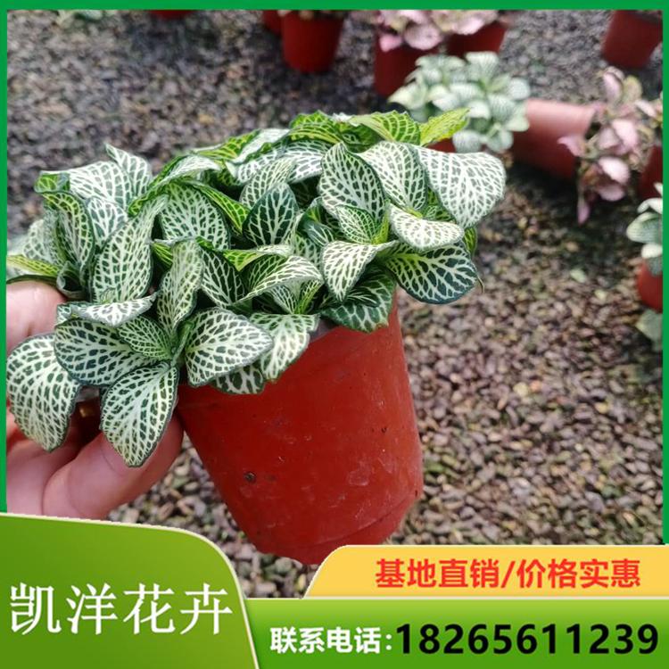 网纹草 苗圃批售网纹草 网纹草供应商