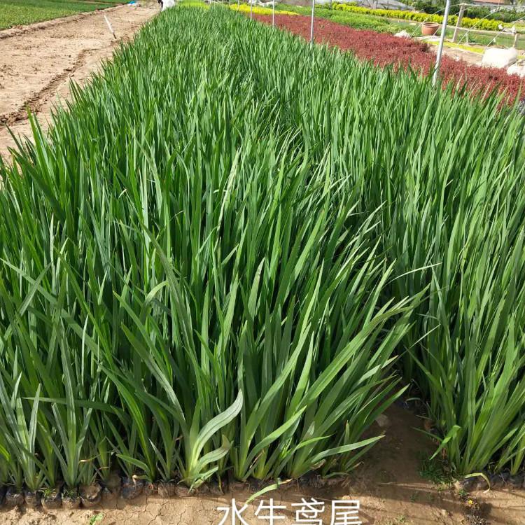 水生燕尾 种植基地   种植户直销   天一花卉供应商