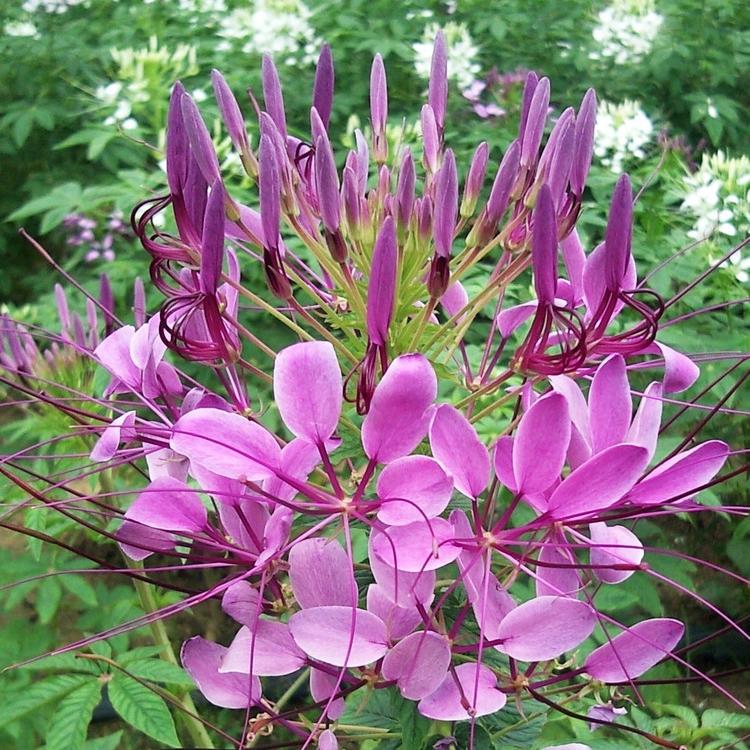 醉蝶花种植基地 醉蝶花报价