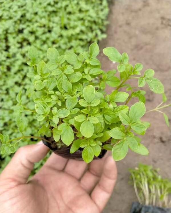 河北醉蝶花批发