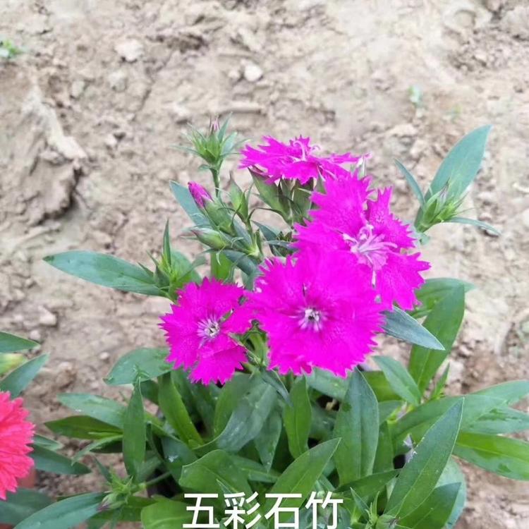 五彩石竹花海用苗      五彩石竹现货直供   青州五彩石竹种植批发基地