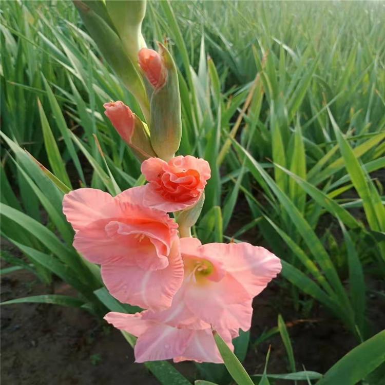 唐菖蒲价格 唐菖蒲种植基地 唐菖蒲精选厂家 江瑞园艺一手货源