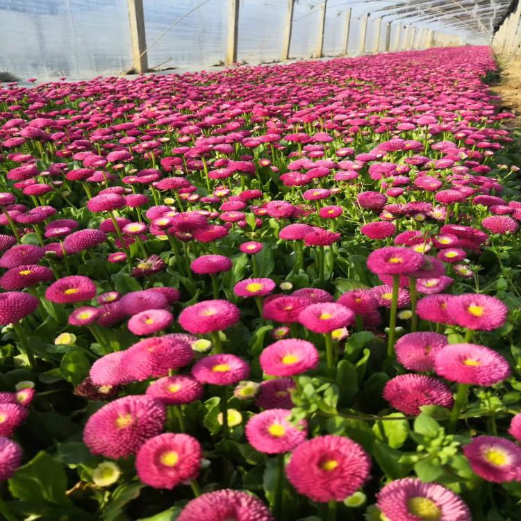 雏菊批发来【天一花卉】   常年供应优良雏菊花海用用苗