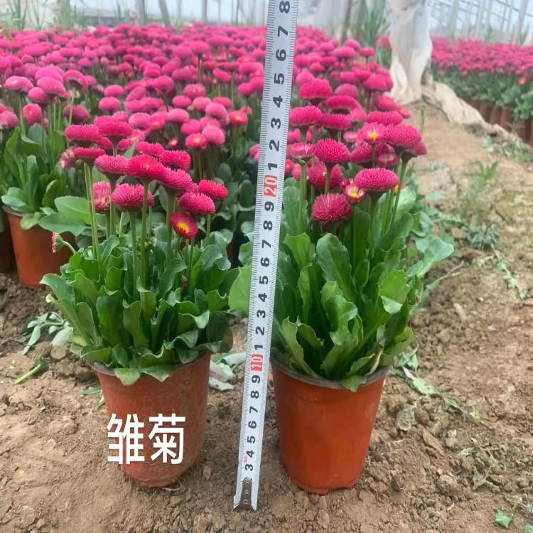 雏菊营养杯苗双色盆苗    天一花卉常年供应雏菊    大量现货直供