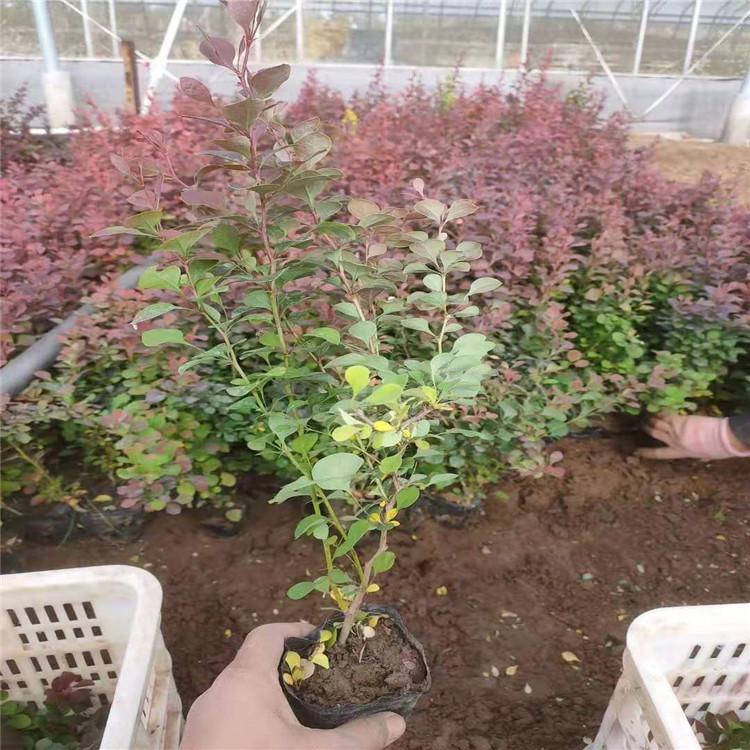 紫叶小蘗报价 紫叶小蘗种植户