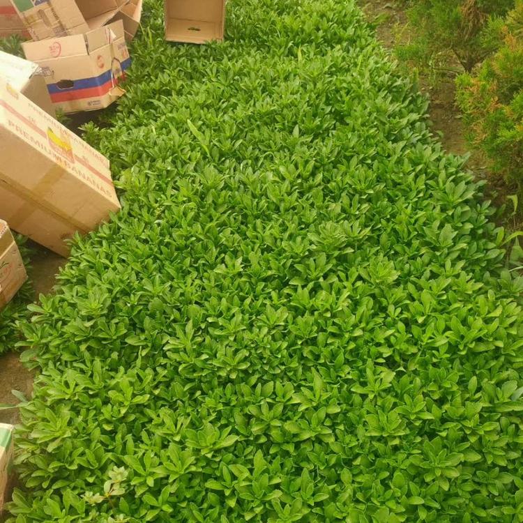三七景天营养杯苗    天一花卉自家苗圃直供三七景天      大量现货供应
