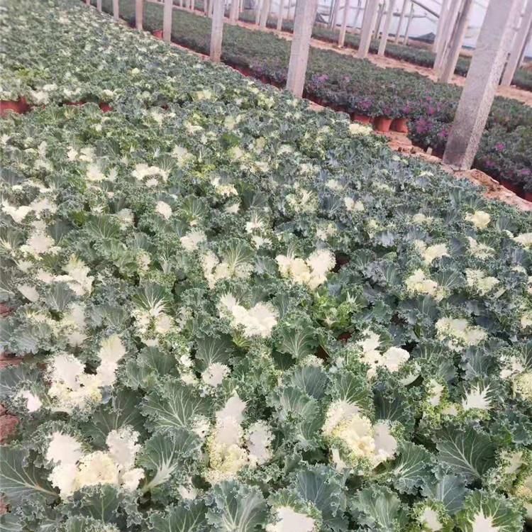 冬季宿根花卉基地 冬季工程组摆用花