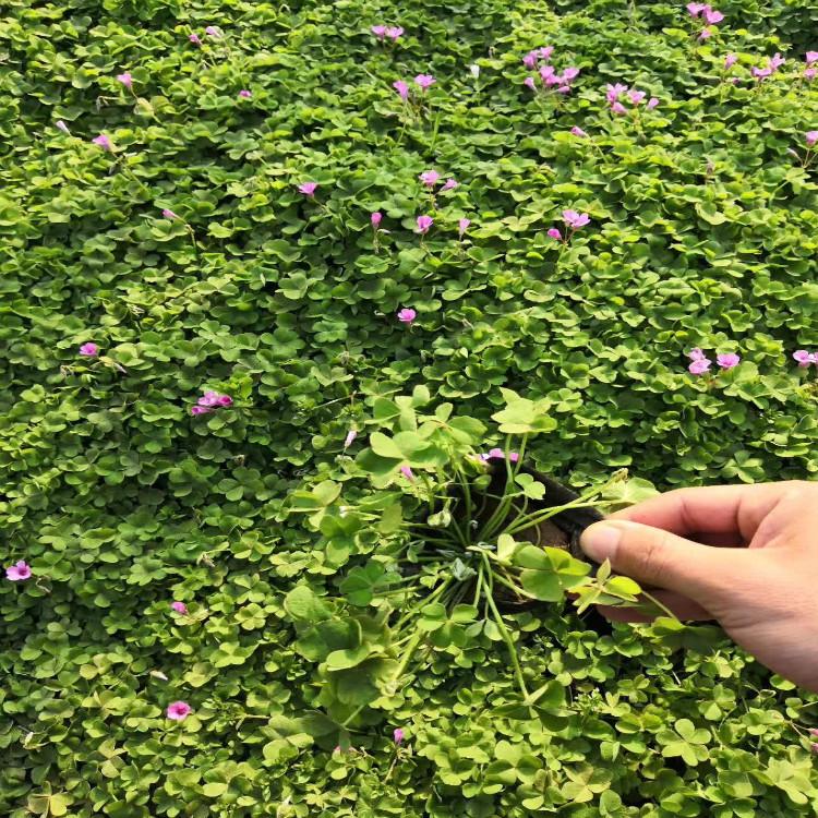 醡浆草现货直销   【天一花卉】常年供应优质醡浆草花海苗