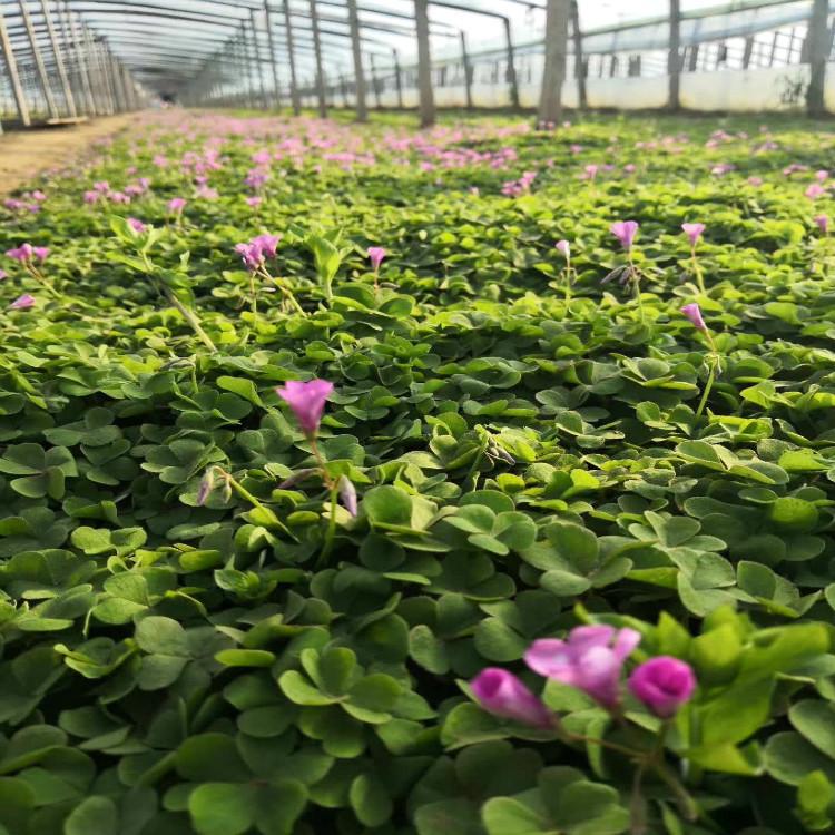 醡浆草培育基地   醡浆草基地出售   【天一花卉】大量现货直销