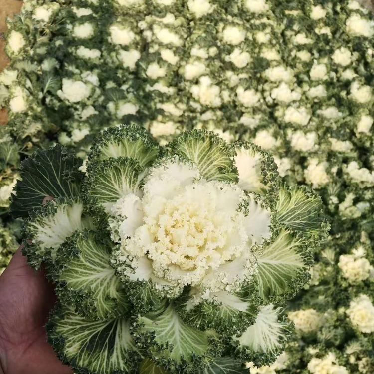 白羽衣甘蓝批发商羽衣甘蓝批发价格