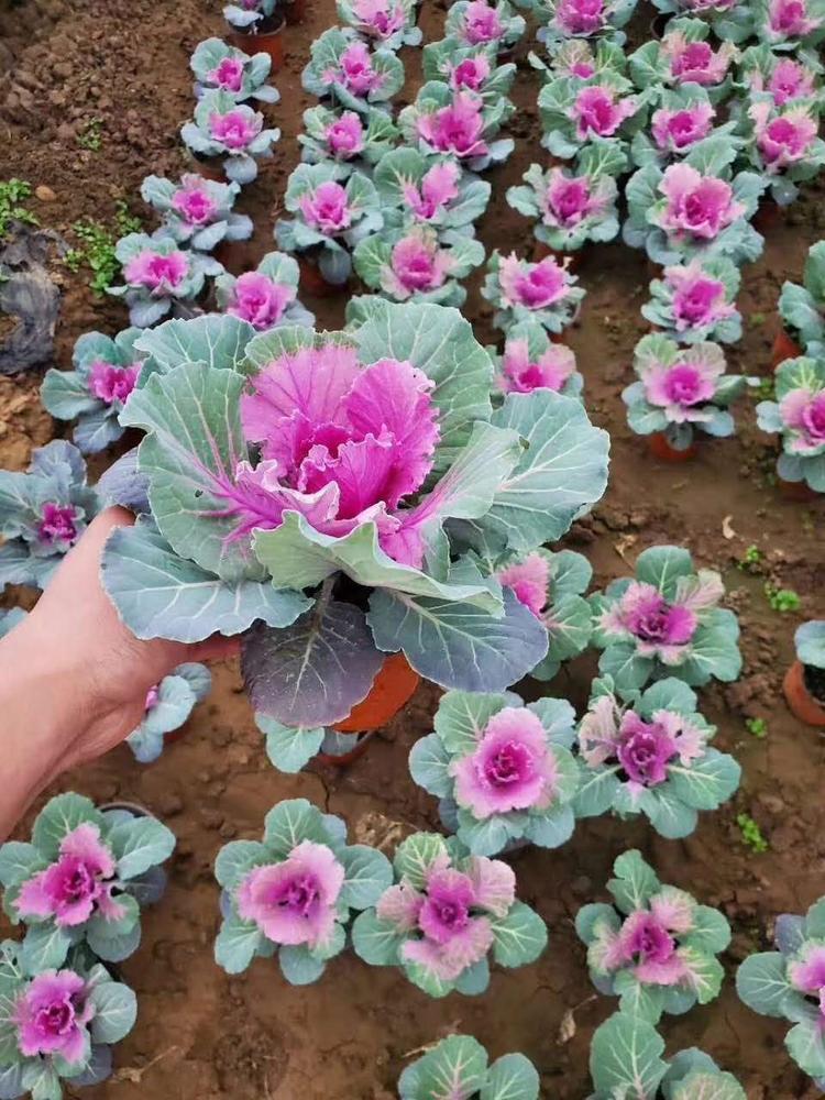 羽衣甘蓝种植基地羽衣甘蓝价格多少钱羽衣甘蓝