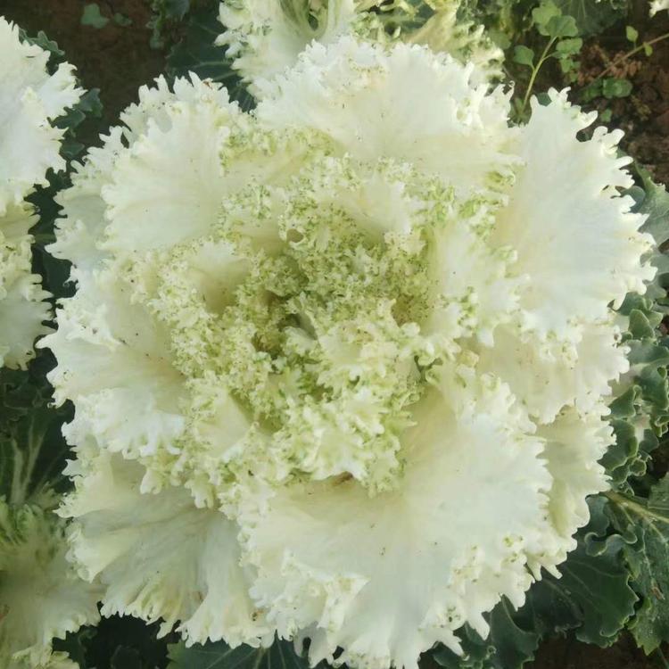 羽衣甘蓝种植基地小苗报价