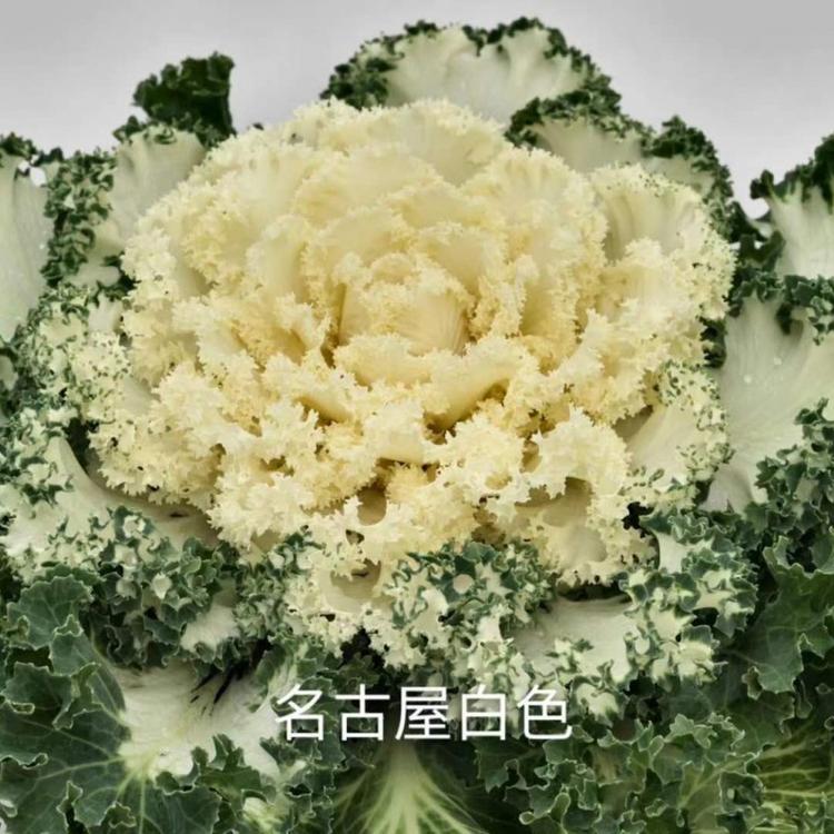 食用羽衣甘蓝批发价格羽衣甘蓝批发价