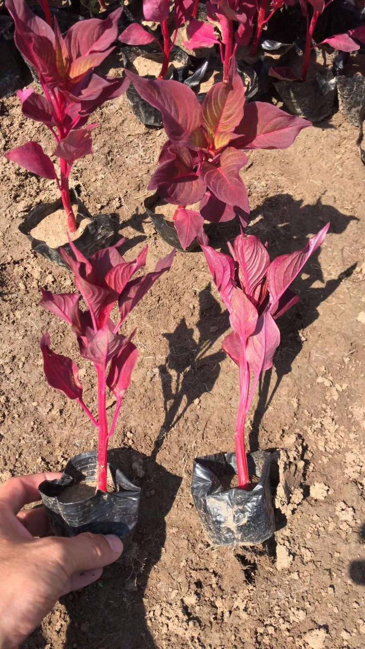 一支笔种植基地小苗供应价格