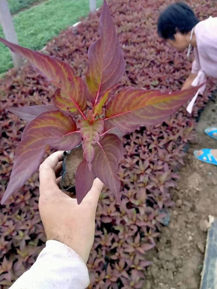 草花世纪红幼苗鸡冠花基地价格一支笔