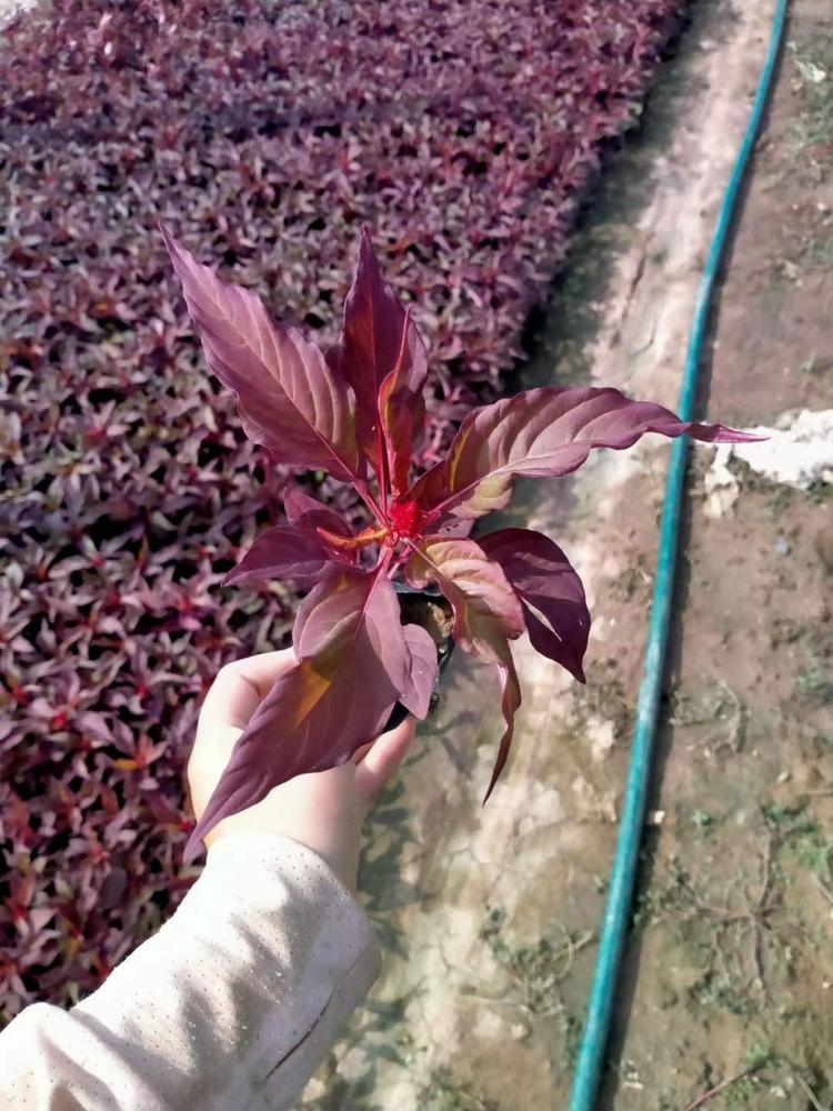 租摆##草花世纪红哪里有鸡冠花批发基地一支笔供应商
