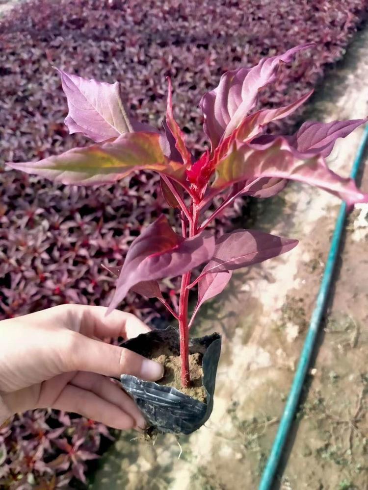 一支笔批发报价杯苗