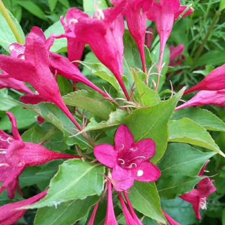 绿化植物 红王子锦带报价 红王子锦带种植基地