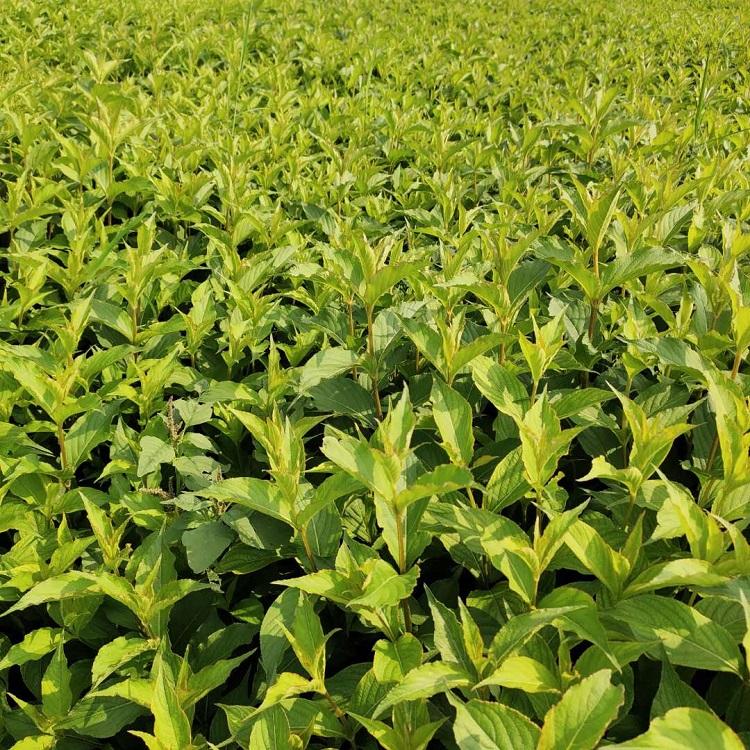 绿化苗木 红王子锦带花 红王子锦带种植基地
