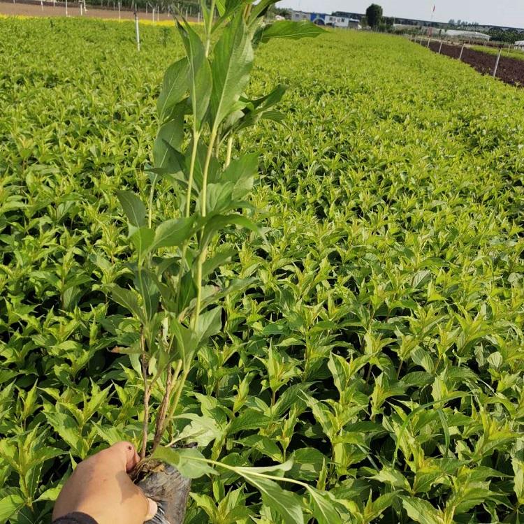 绿化苗木 红王子锦带价格 红王子锦带种植基地