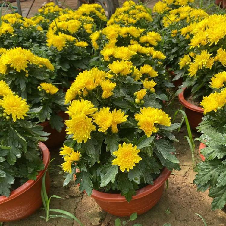 青州菊花  国庆菊花   国庆节草花价格