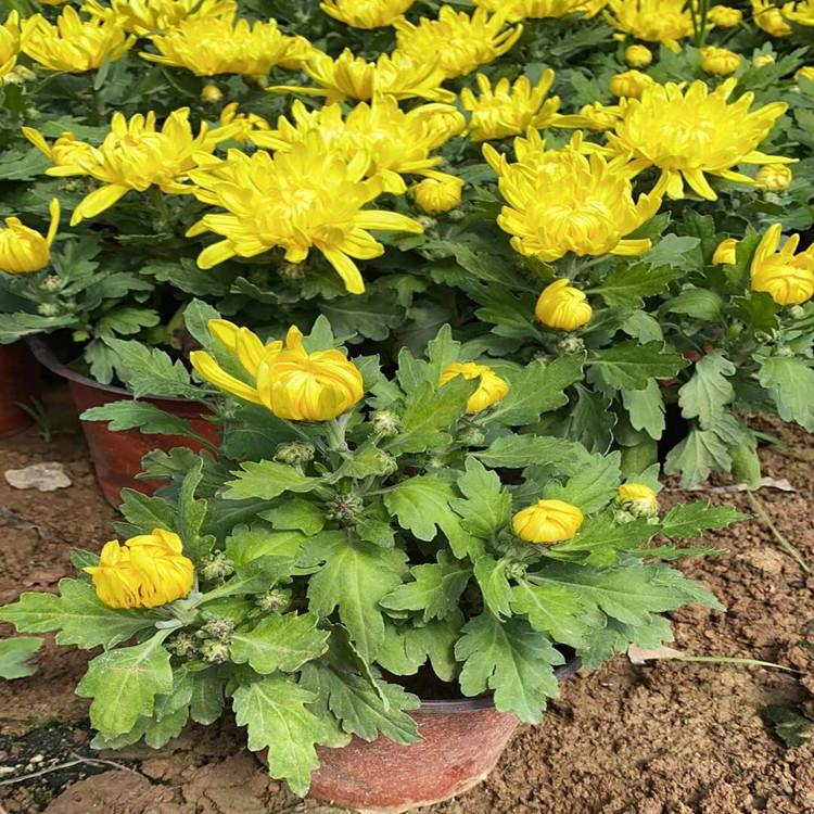 青州草花  菊花   国庆节草花培育基地