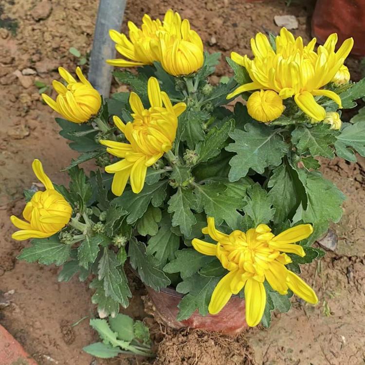 临朐草花  菊花   国庆节草花批发
