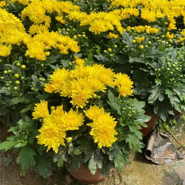 草花  菊花   国庆节草花价格