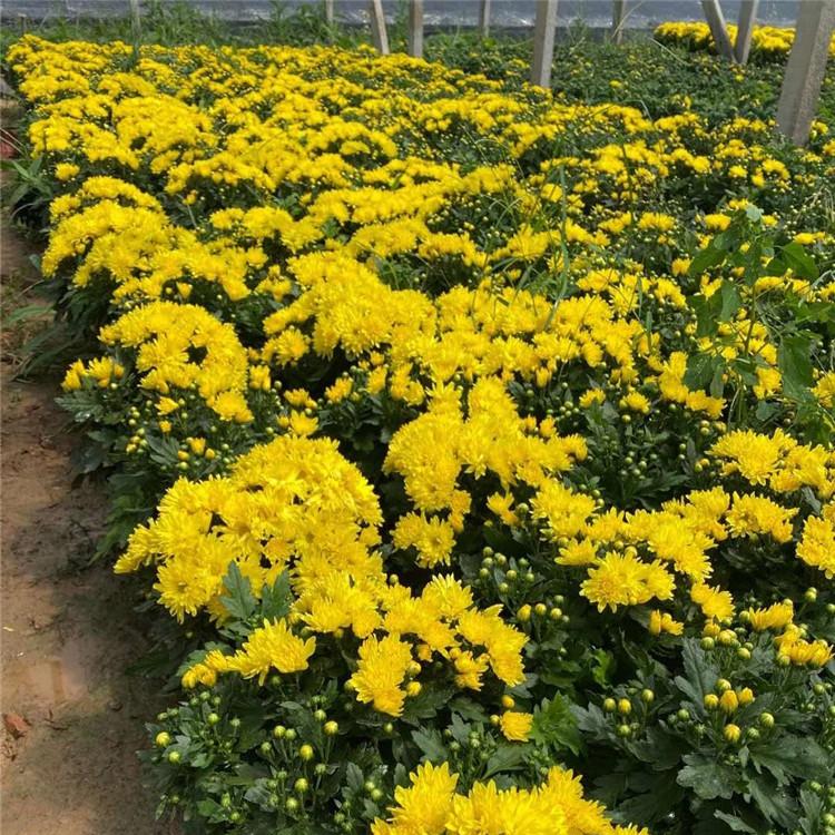 菊花  国庆菊花   国庆节草花报价