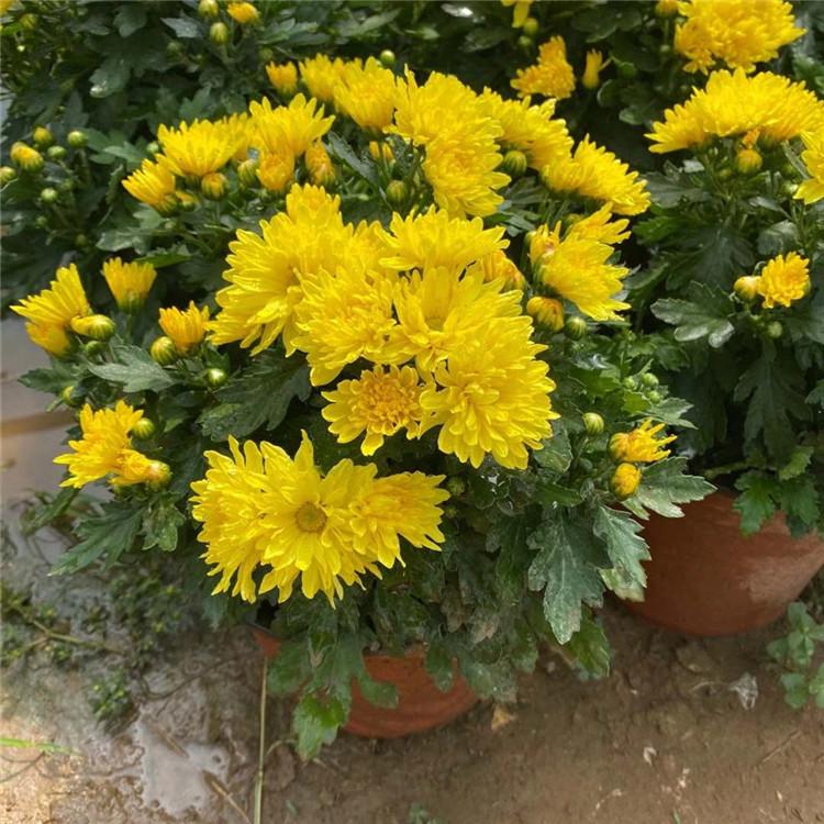 卓彩草花  菊花   国庆节草花直销