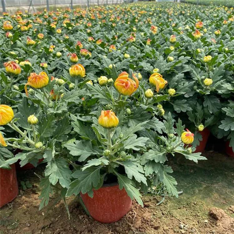 卓彩菊花  国庆菊花   国庆节草花培育基地