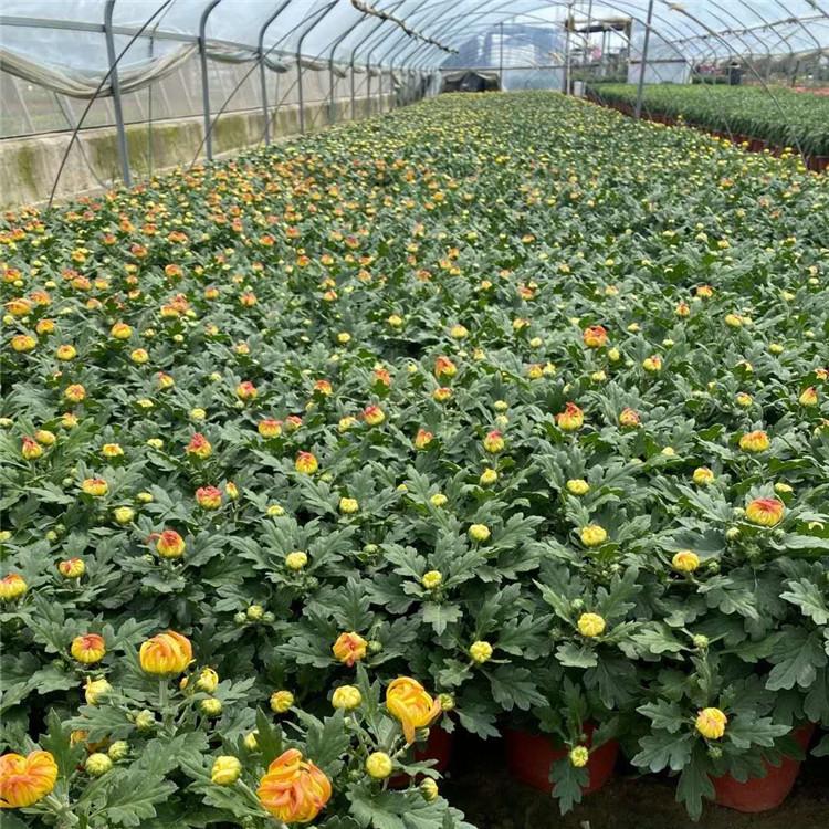 青州菊花  国庆菊花   国庆节草花基地