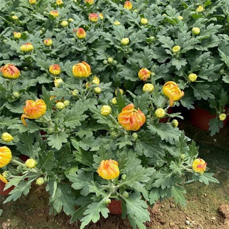 草花  菊花   国庆节草花批发