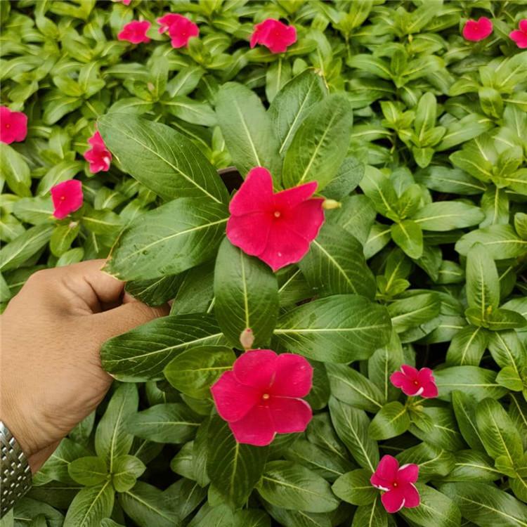 菏泽长春花苗子  长春花  天天开盆栽供应