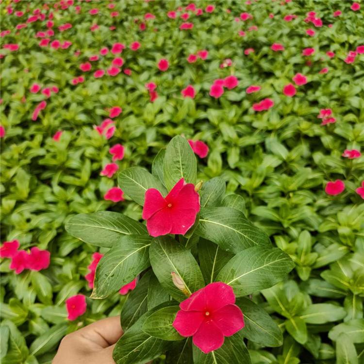青州长春花苗子  长春花  天天开盆栽