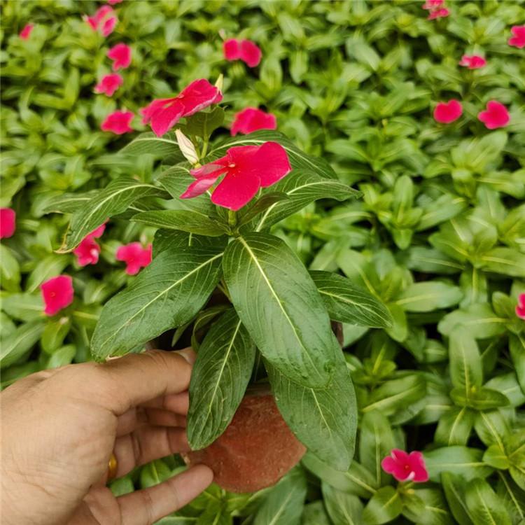 卓彩天天开  长春花   长春花盆栽直销