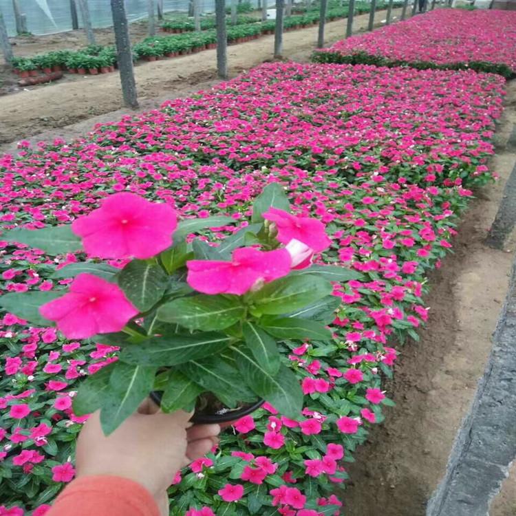 天天开  长春花   长春花盆栽基地