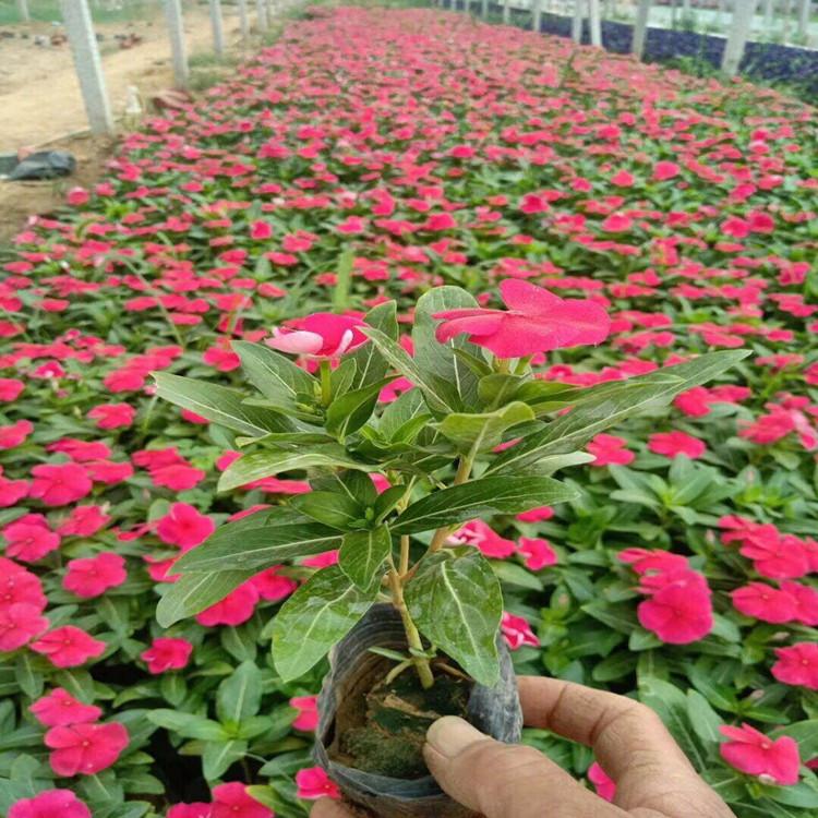 长春花_卓彩苗木_租摆长春花_花期长