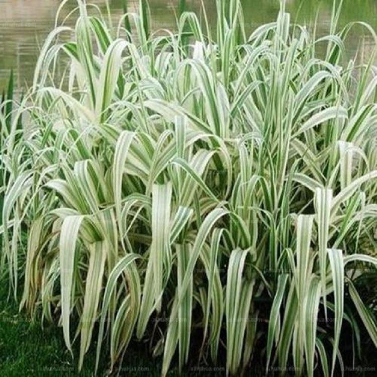 湿地绿化用 花叶芦竹报价 --静竹花卉
