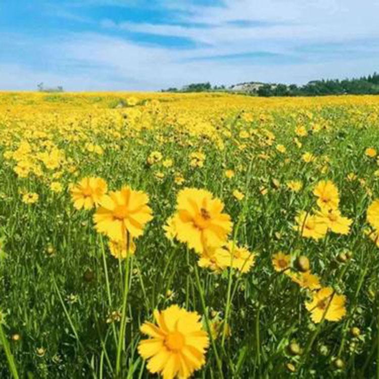 青州花卉基地金鸡菊   多芽金鸡菊    量大从优