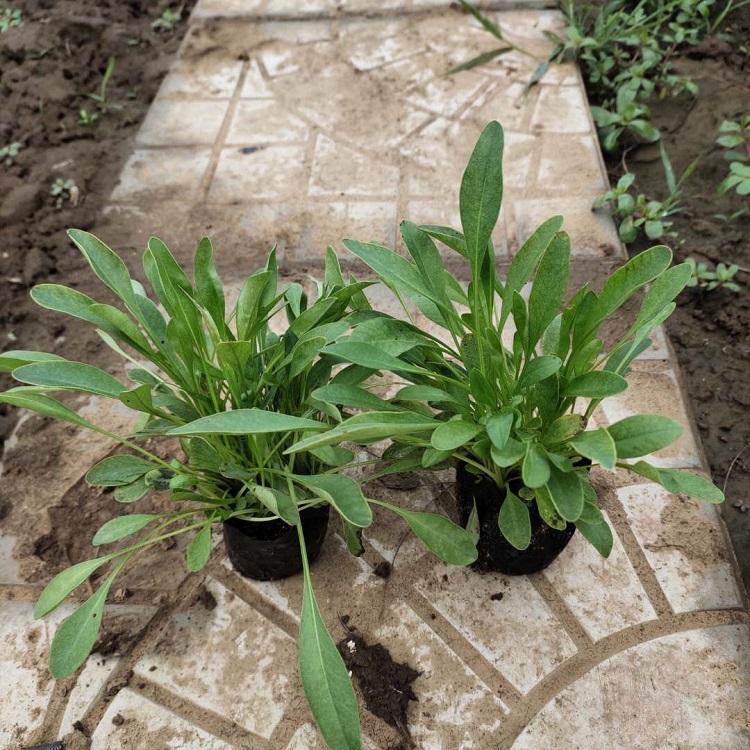 金鸡菊多年生草花盆苗价格   绿化用金鸡菊    品种优