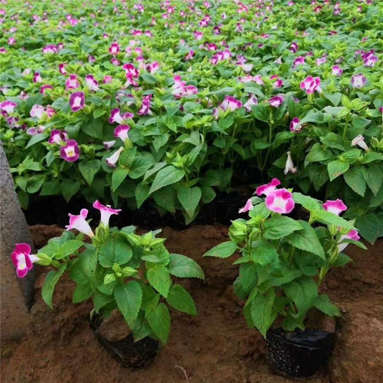 卓彩夏堇   夏堇营养杯苗   时令草花夏堇基地
