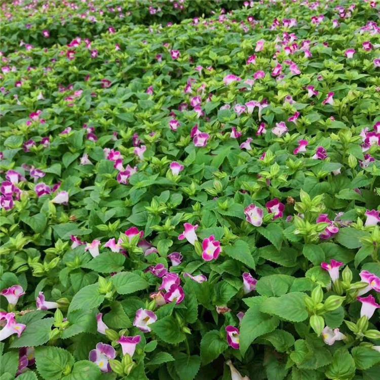 夏堇 蝴蝶花 夏堇花基地  绿化苗木