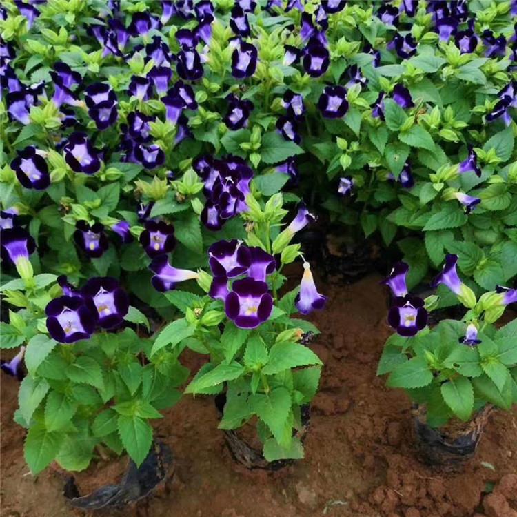 重庆夏堇   夏堇营养杯苗   时令草花夏堇培育