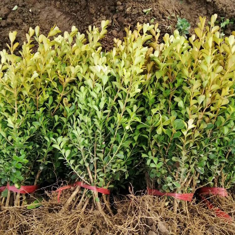 静竹花卉长期供应 地栽黄杨价格  地栽黄杨种植基地
