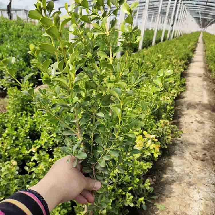 静竹花卉长期供应 地栽黄杨报价  地栽黄杨苗圃直发