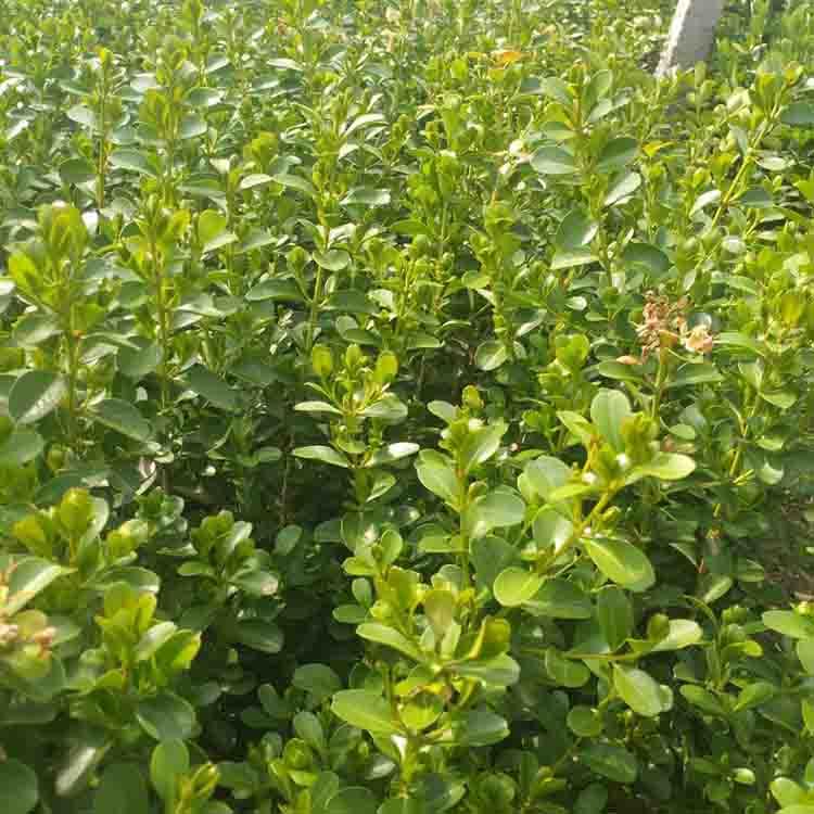 绿化植物 地栽黄杨价格  地栽黄杨种植基地