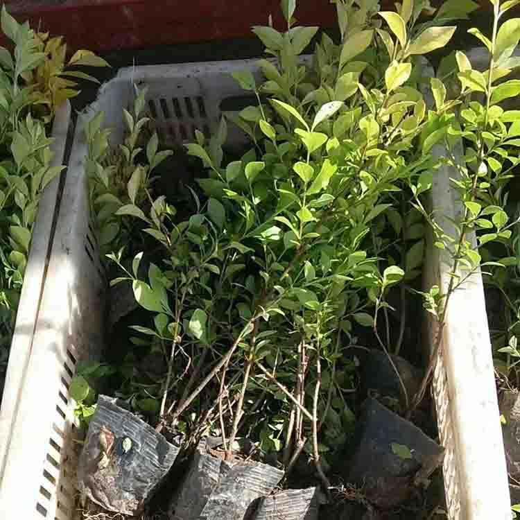 生态园用  女贞球批发商  女贞球基地直发