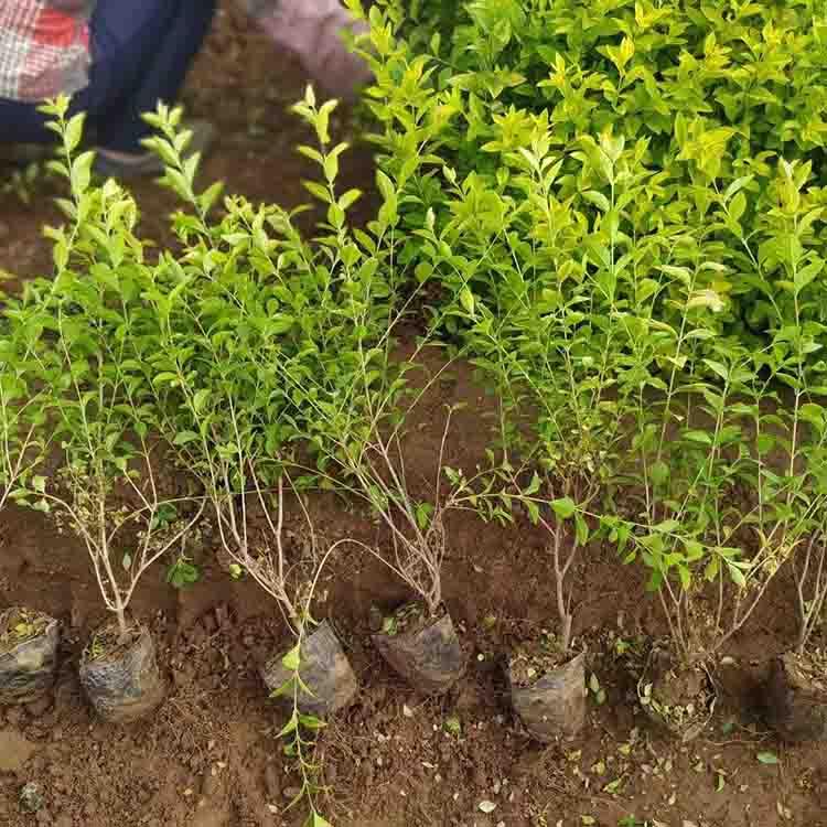静竹花卉供应  女贞球供应  女贞球基地供应